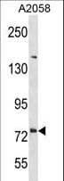 DNER / BET Antibody (aa708-736)