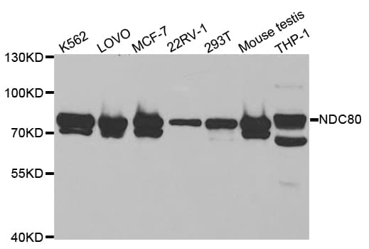 HEC1 / NDC80 Antibody