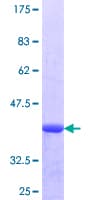 Human IL-33 Protein (Recombinant GST, N-terminus)