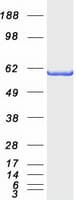 Human BAIAP2 / IRSP53 Protein (Recombinant Myc-DDK (Flag))