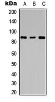 LGR6 Antibody (Internal)