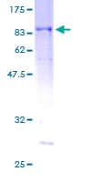 Human RASSF9 / P-CIP1 Protein (Recombinant GST)