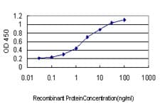 EPHB4 / EPH Receptor B4 Antibody (clone 1D1)