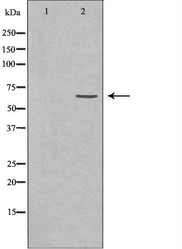 AIFM1 / AIF / PDCD8 Antibody