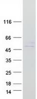 Human TMEM143 Protein (Recombinant Myc-DDK (Flag))