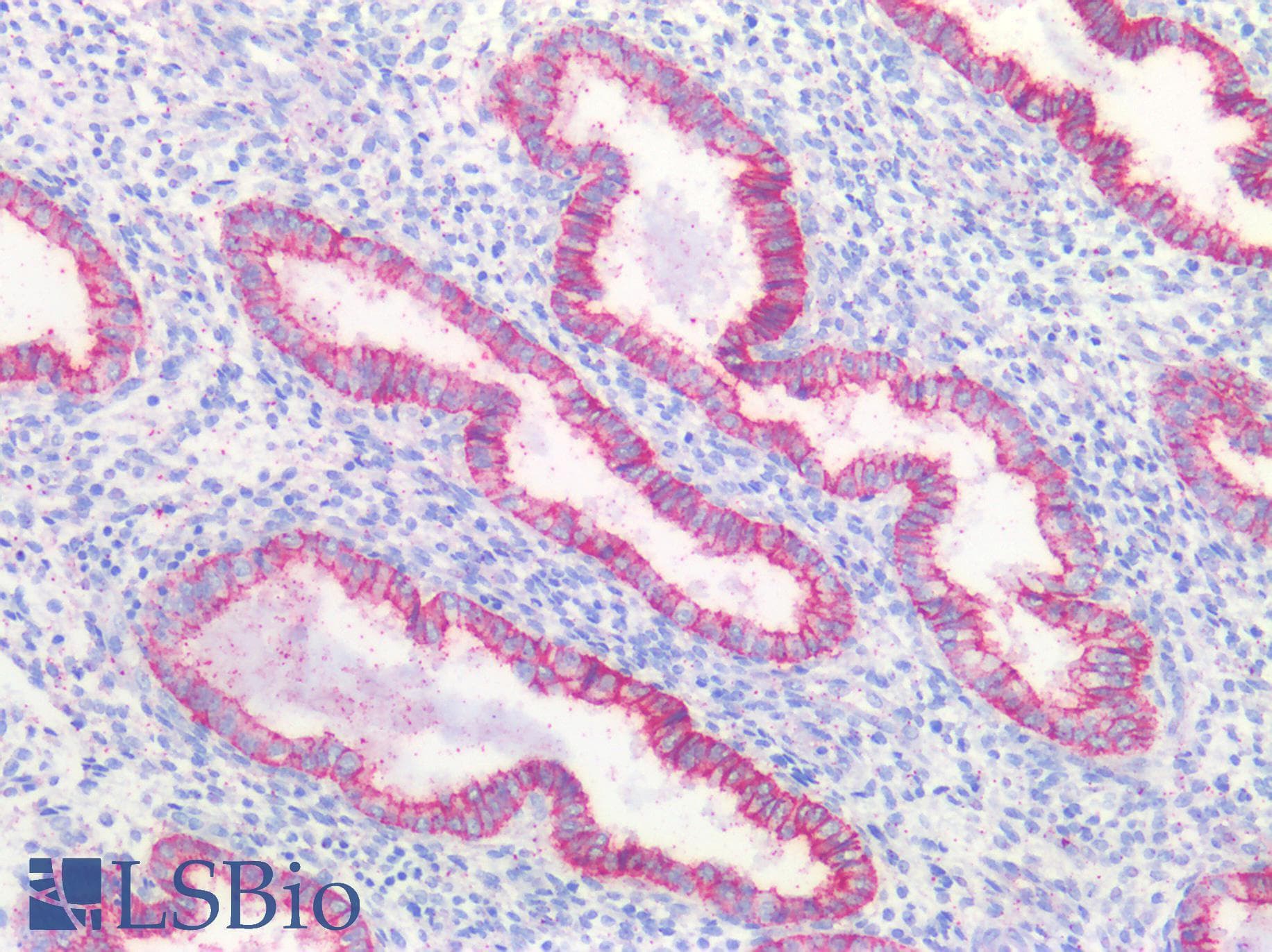 PathPlus™ CLDN3 / Claudin 3 Antibody (140-220 aa, C-terminal)