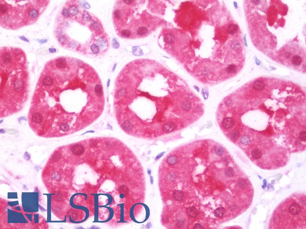 IHC-plus™ DCXR Antibody (aa182-244)