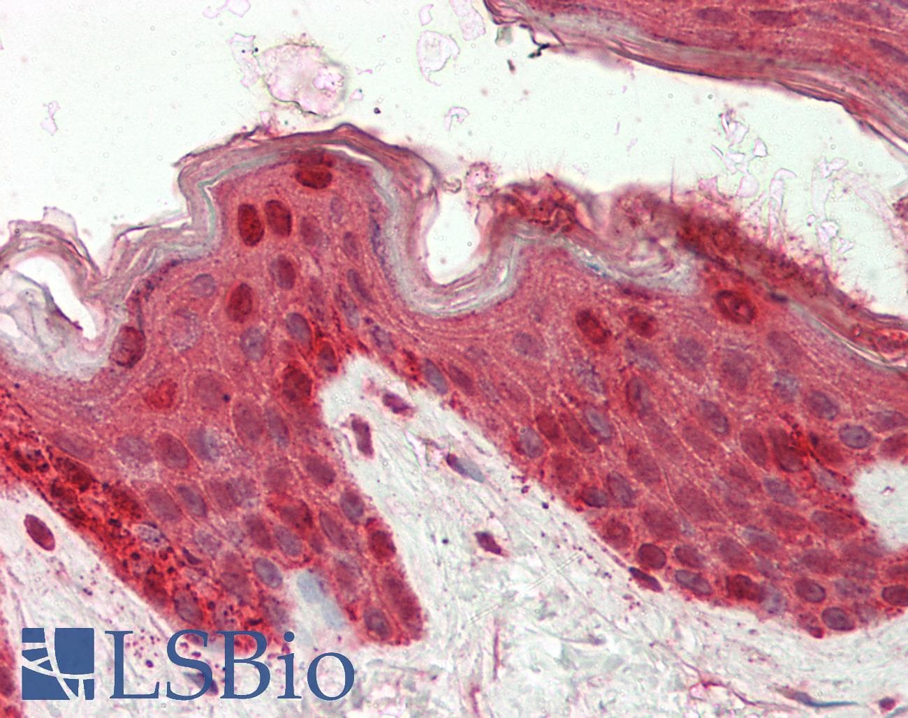 IHC-plus™ ITGB1 / Integrin Beta 1 / CD29 Antibody (aa650-700)