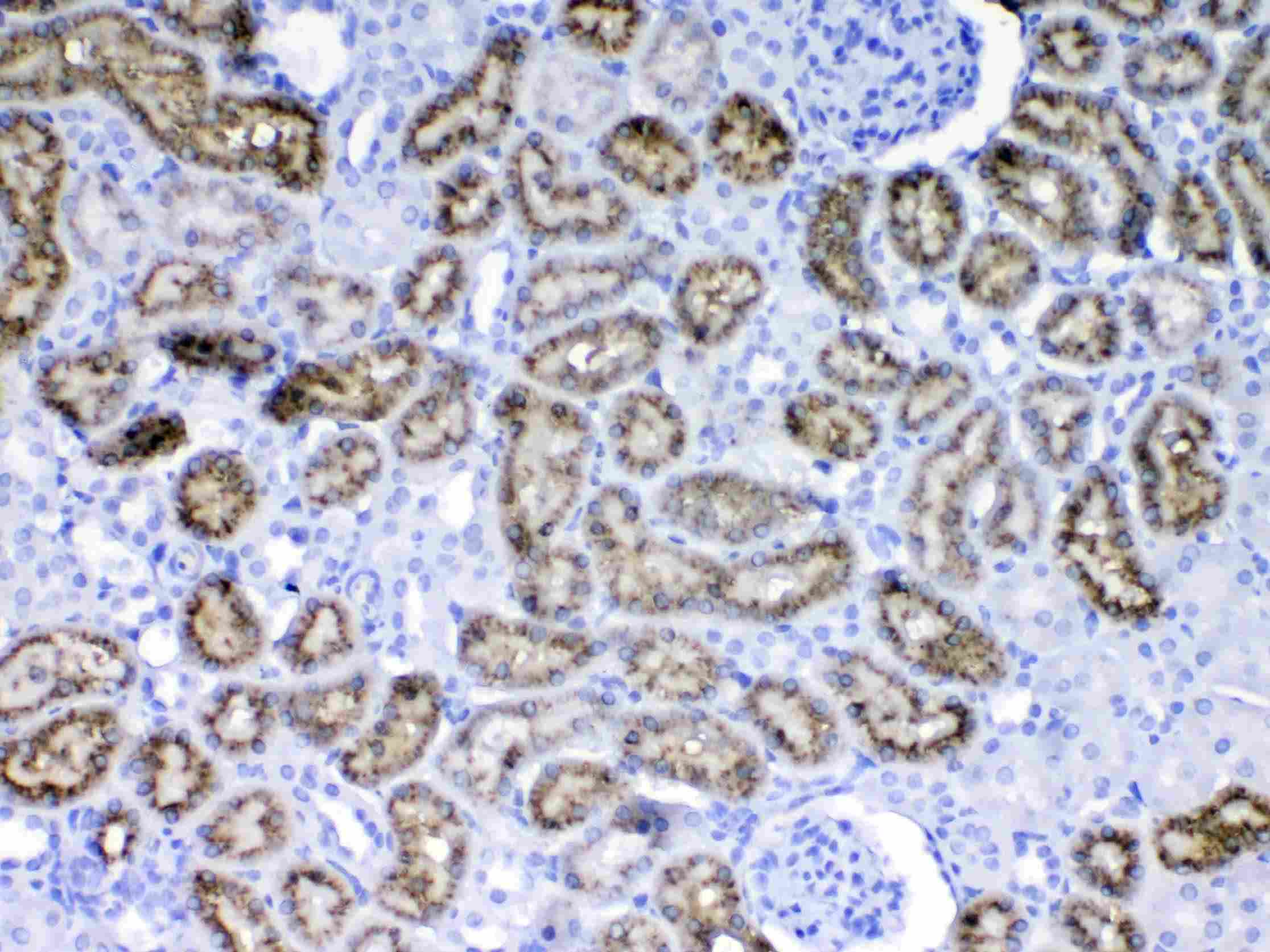 Polyclonal Rabbit anti-Mouse RBP4 Antibody (IHC, WB)