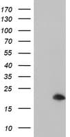 ARL8 / ARL5B Antibody (clone OTI2D7, Carrier-free)