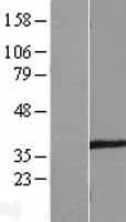 SPATA4 Protein (Over-Expression Lysate Myc-DDK (Flag))