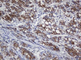 COG6 Antibody (clone OTI4G4)