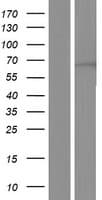 WDR46 Protein (Over-Expression Lysate Myc-DDK (Flag))