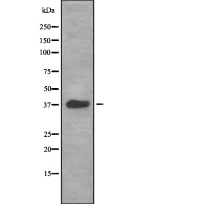 HSPA7 Antibody