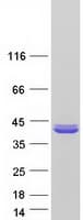 Human ZNF483 Protein (Recombinant Myc-DDK (Flag))