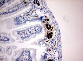 BrdU Antibody (clone 3A4)