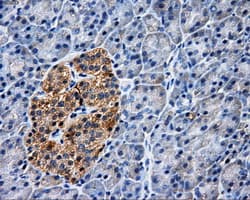 PAS Kinase / PASK Antibody (clone OTI8G9, Carrier-free)