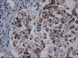 Gephyrin Antibody (clone OTI3C6)
