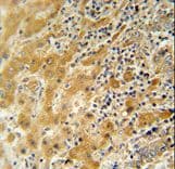 NUSAP1 / NUSAP Antibody (aa27-56)