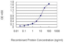 Monoclonal Mouse anti-Human CHAF1B / CAF1 Antibody (clone 2G7, WB)