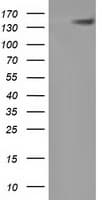 HDAC6 Antibody (clone OTI1D10)