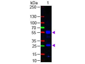 Polyclonal Goat Anti-Human IgG Secondary Antibody (FITC, IF, WB)