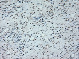 NEUROG1 / NGN1 / Neurogenin 1 Antibody (clone OTI3F9)