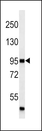 Monoclonal Mouse anti-Human MAP4K3 / GLK Antibody (WB)