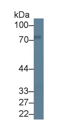 PRKCD / PKC-Delta Antibody (aa347-601)