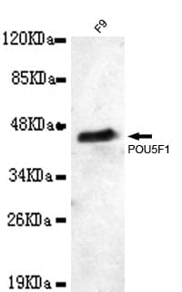 POU5F1 / OCT4 Antibody
