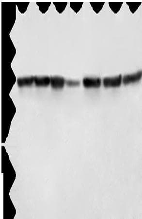 LMNB1 / Lamin B1 Antibody