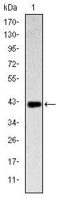 Monoclonal Mouse anti-Human KLRD1 / CD94 Antibody (clone 1H1, WB)