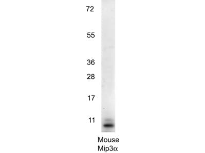 CCL20 / MIP-3-Alpha Antibody