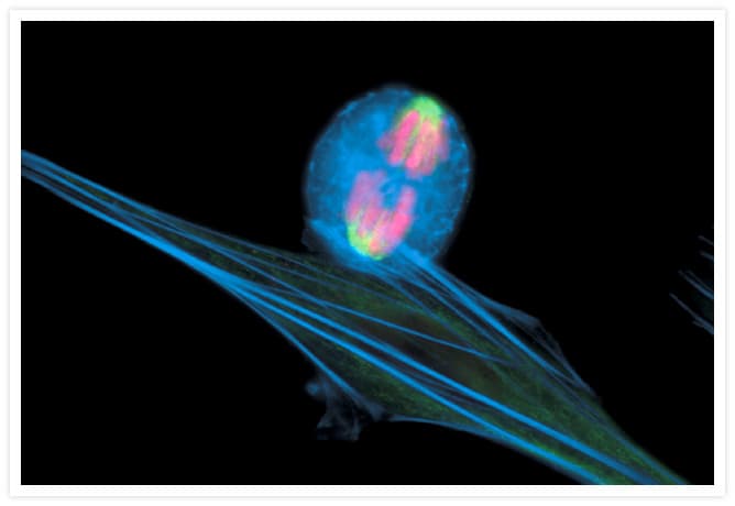 Alpha Tubulin Antibody (clone 236-10501)