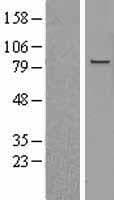 Human MAPK6 / ERK3 Protein (Over-Expression Lysate Myc-DDK (Flag))