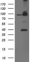 PSMD2 Antibody (clone OTI1G5, Carrier-free)