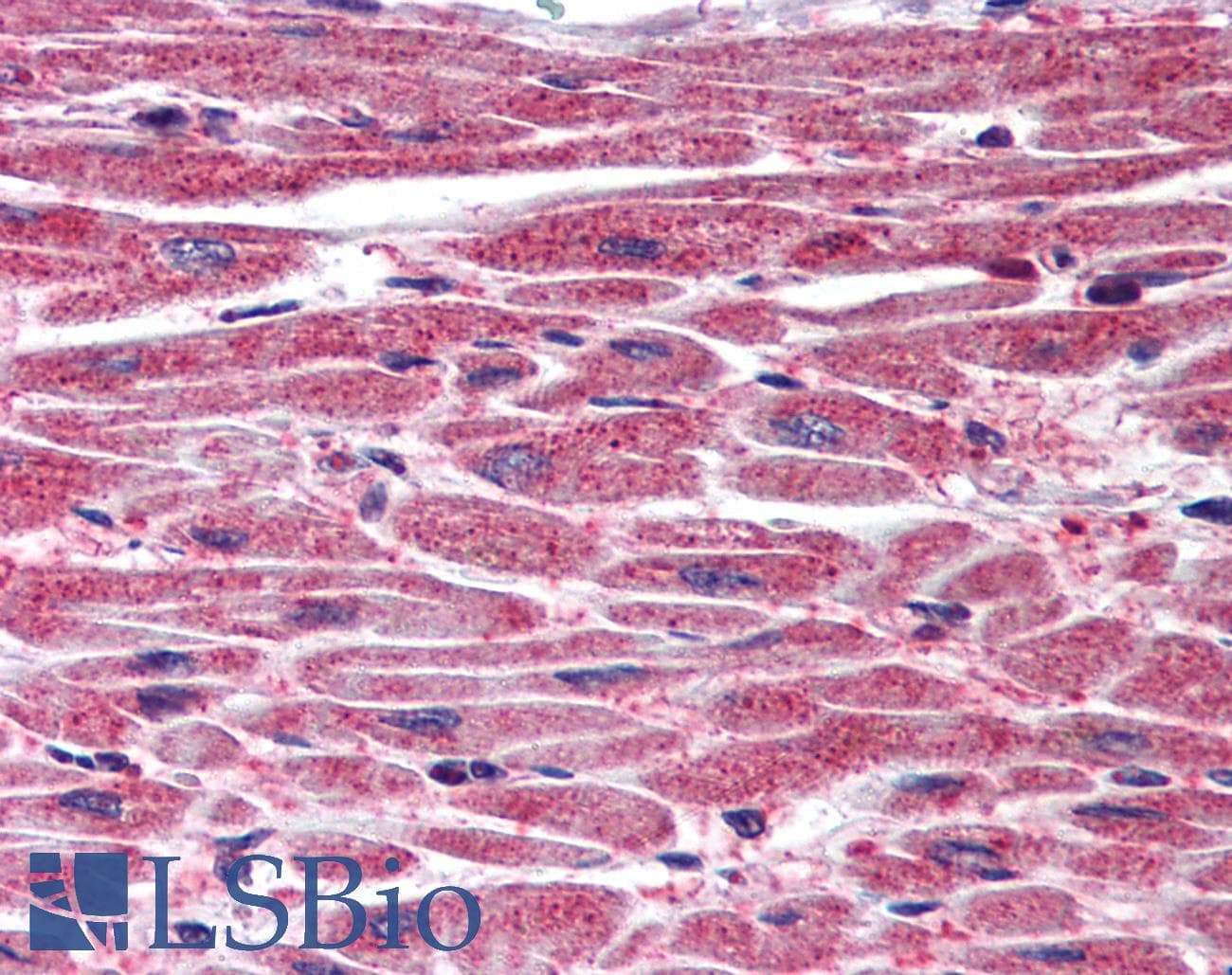 IHC-plus™ DUSP8 Antibody (aa250-300)