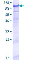 Human MMEL1 Protein (Recombinant GST)