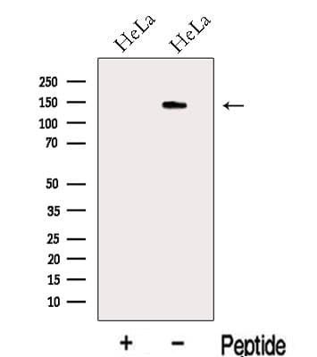 KIAA1033 Antibody