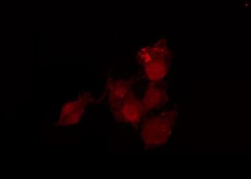 MAPK1 / ERK2 Antibody