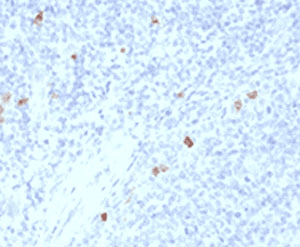 Mouse Anti-IgG4 Secondary Antibody (clone IHCG4-1, Azide-free, BSA-free)