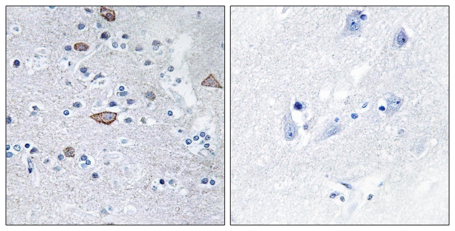 CEND1 Antibody