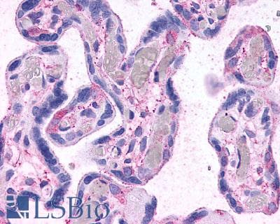 PathPlus™ Polyclonal Rabbit anti-Human GPBAR1 / TGR5 Antibody (C-Terminus, IHC)