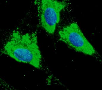 IHC-plus™ PDIA3 / ERp57 Antibody (C-Terminus)
