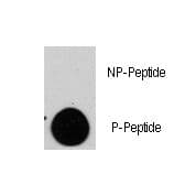 Tuberin / TSC2 Antibody (phospho-Ser1798)