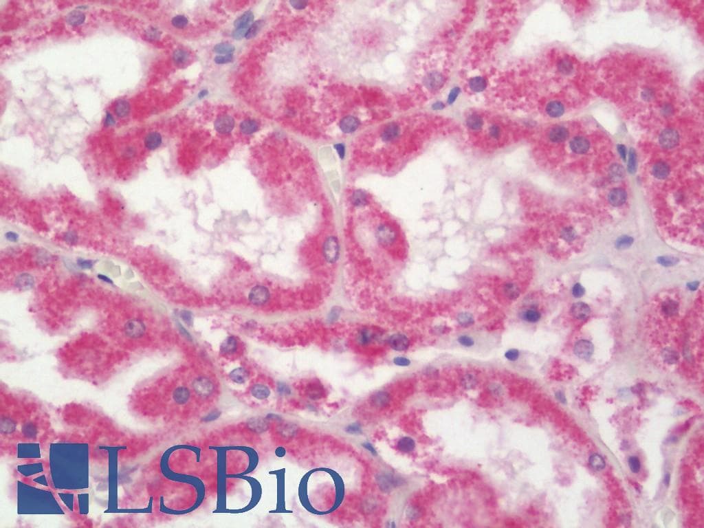 IHC-plus™ PACS2 Antibody