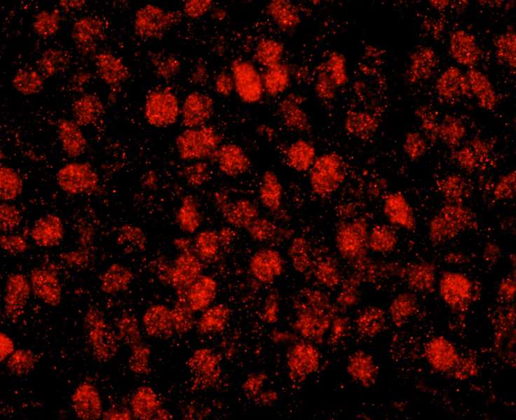 RCOR3 Antibody (aa445-495)
