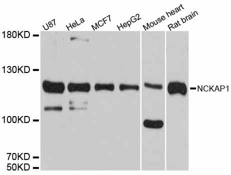 Polyclonal Rabbit anti-Human NCKAP1 / NAP125 Antibody (WB)