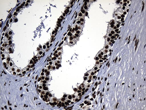 HNRNPH1 / hnRNP H Antibody (clone OTI2D11, Carrier-free)
