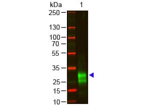 Goat Anti-Rabbit IgG Fab'2 Secondary Antibody